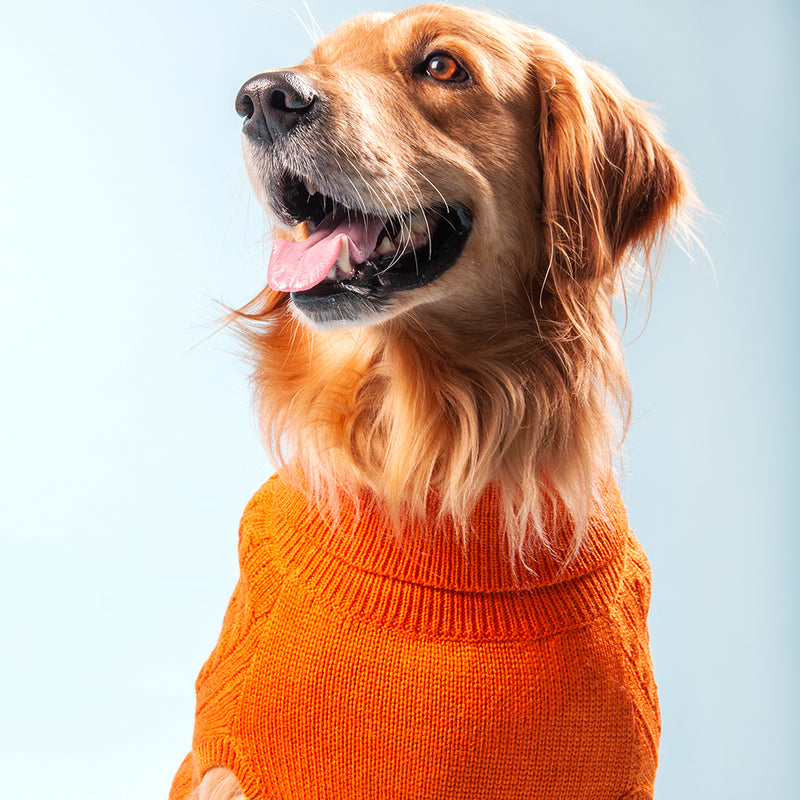 HUFT Cable Knit Dog Sweater