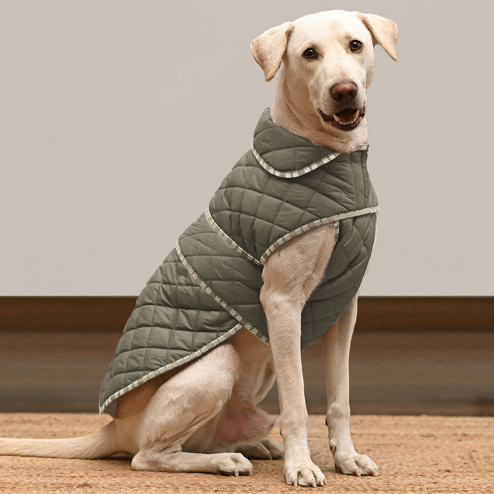 Burberry dog 2024 coat jackets