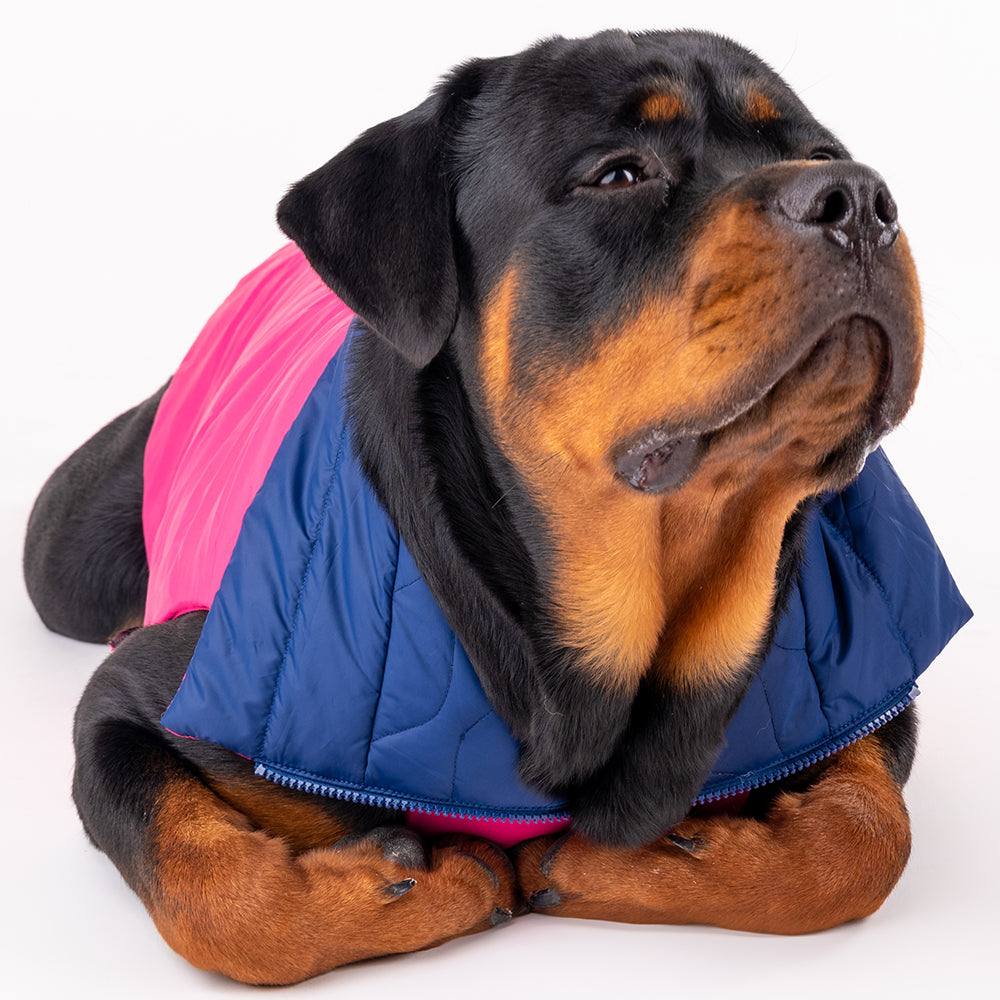HUFT Cosy Pupper Reversible Dog Jacket - Denim Blue-3
