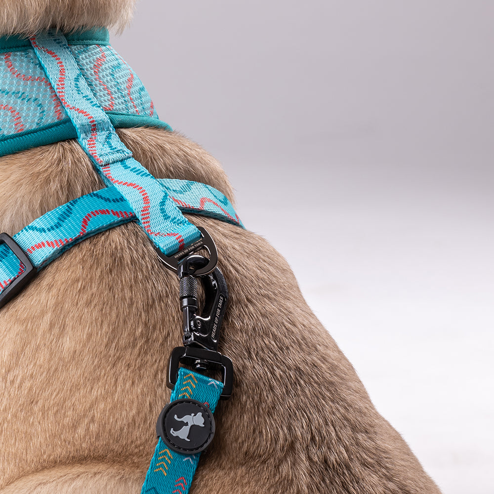 Louis Vuitton Blue Harness & Leash Set freeshipping - The Good Dog