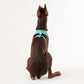 HUFT X© Disney 2.0 Jungle Book Reversible Dog Harness - Green - Heads Up For Tails
