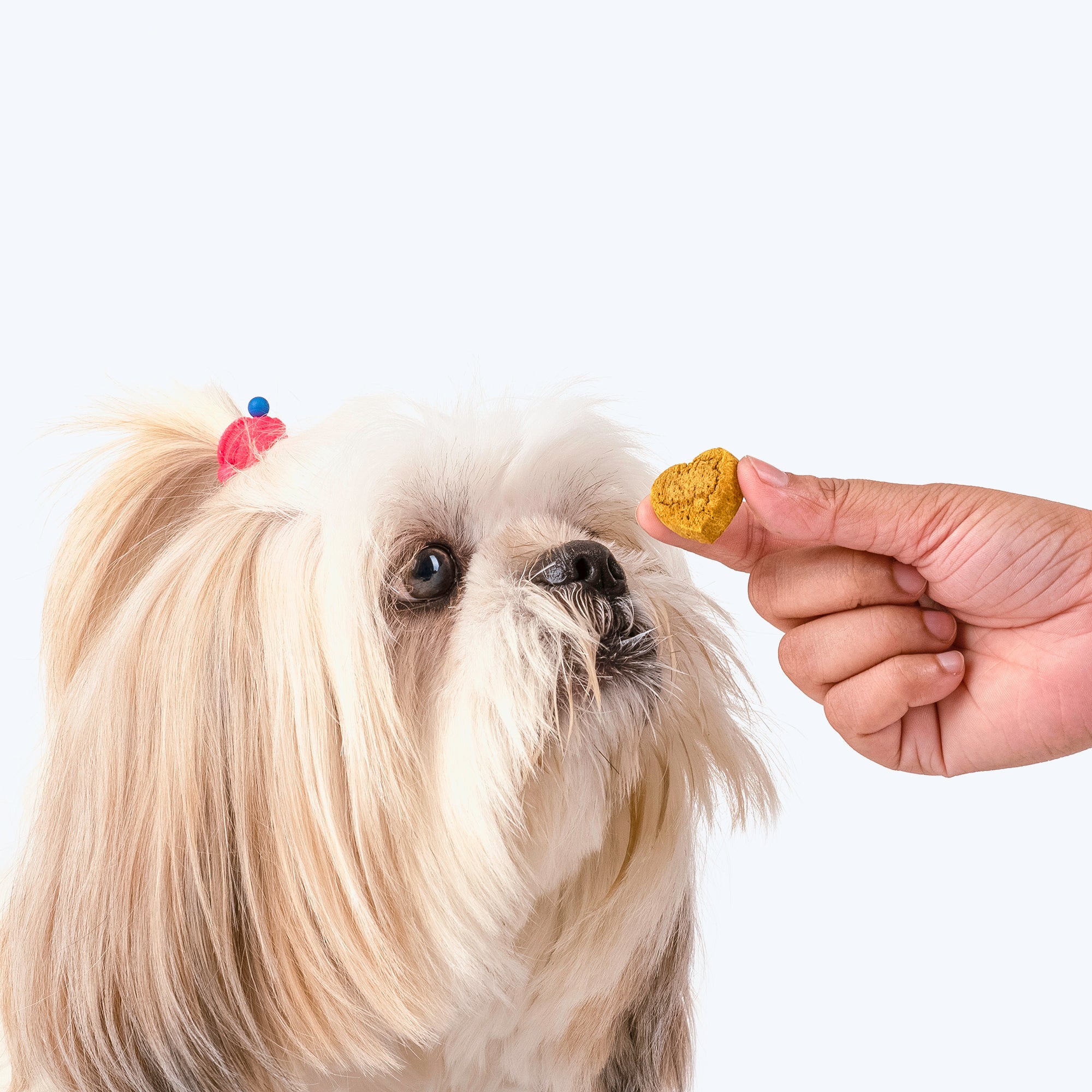 Hip and joint outlet dog treats