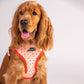 HUFT Summer Rapture Reversible Printed Harness - Heads Up For Tails