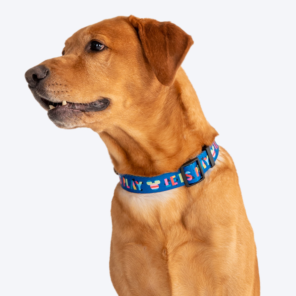HUFT X©Disney 2.0 Mickey Printed Dog Collar - Blue - Heads Up For Tails
