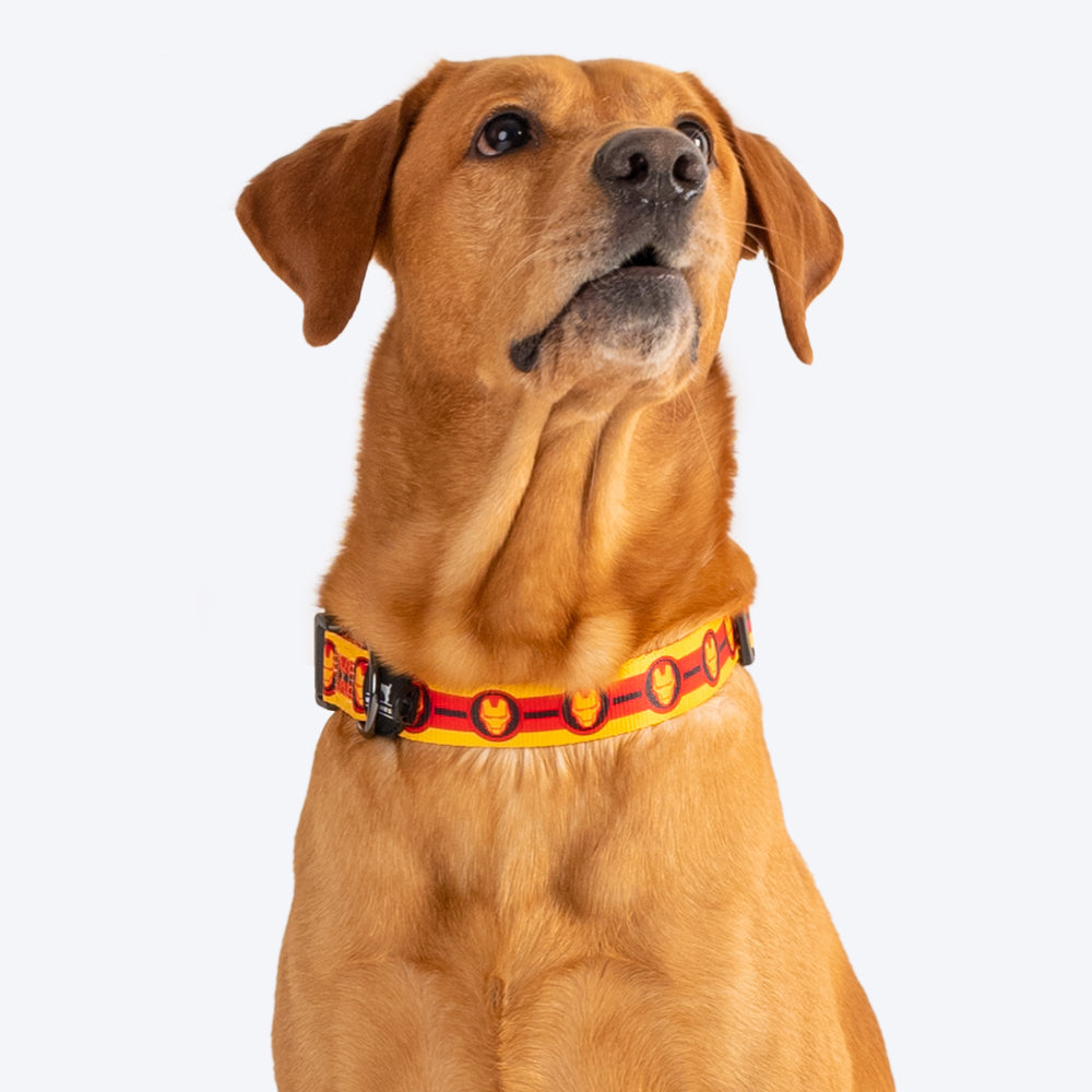 HUFT X©Marvel 2.0 Iron Man Printed Dog Collar - Yellow and Red - Heads Up For Tails