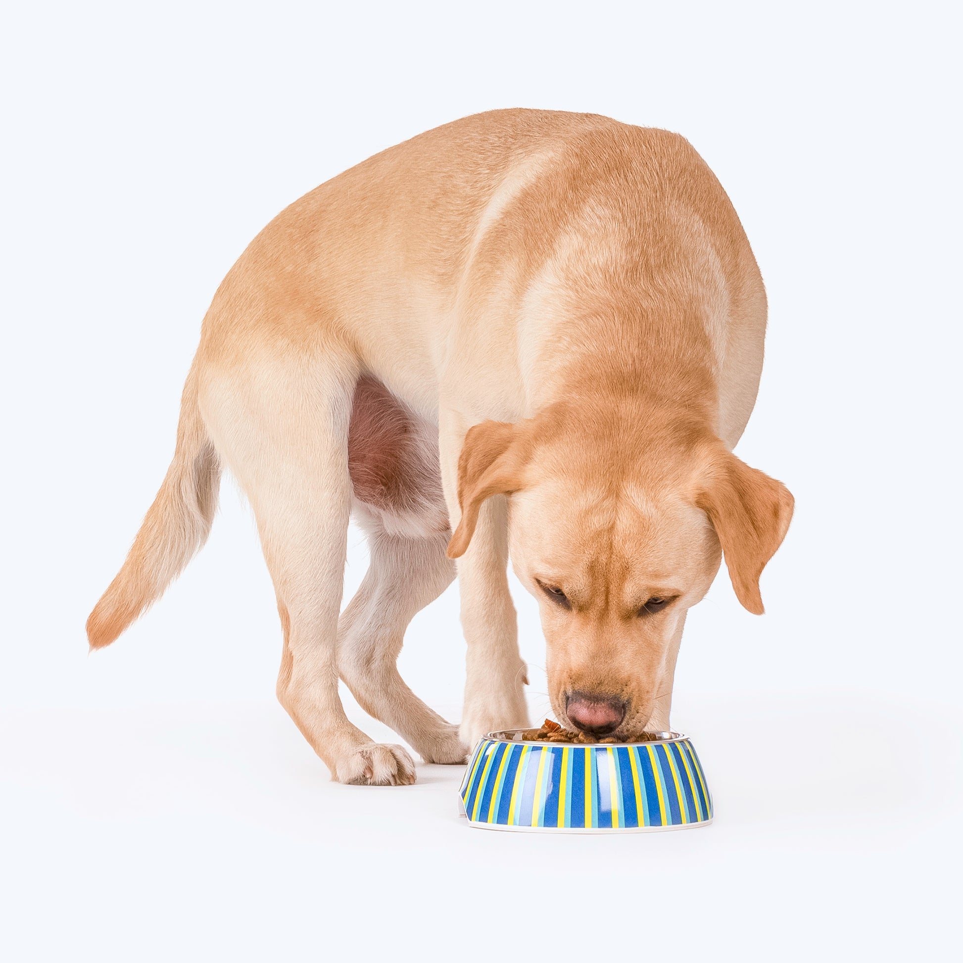 HUFT Blazing Blue Melamine Bowl For Dogs and Cats - Heads Up For Tails