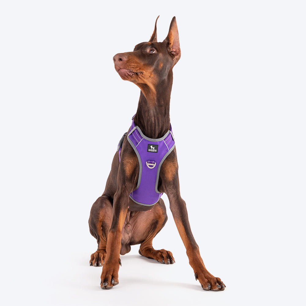 HUFT Active Pet Dog Harness - Purple_01