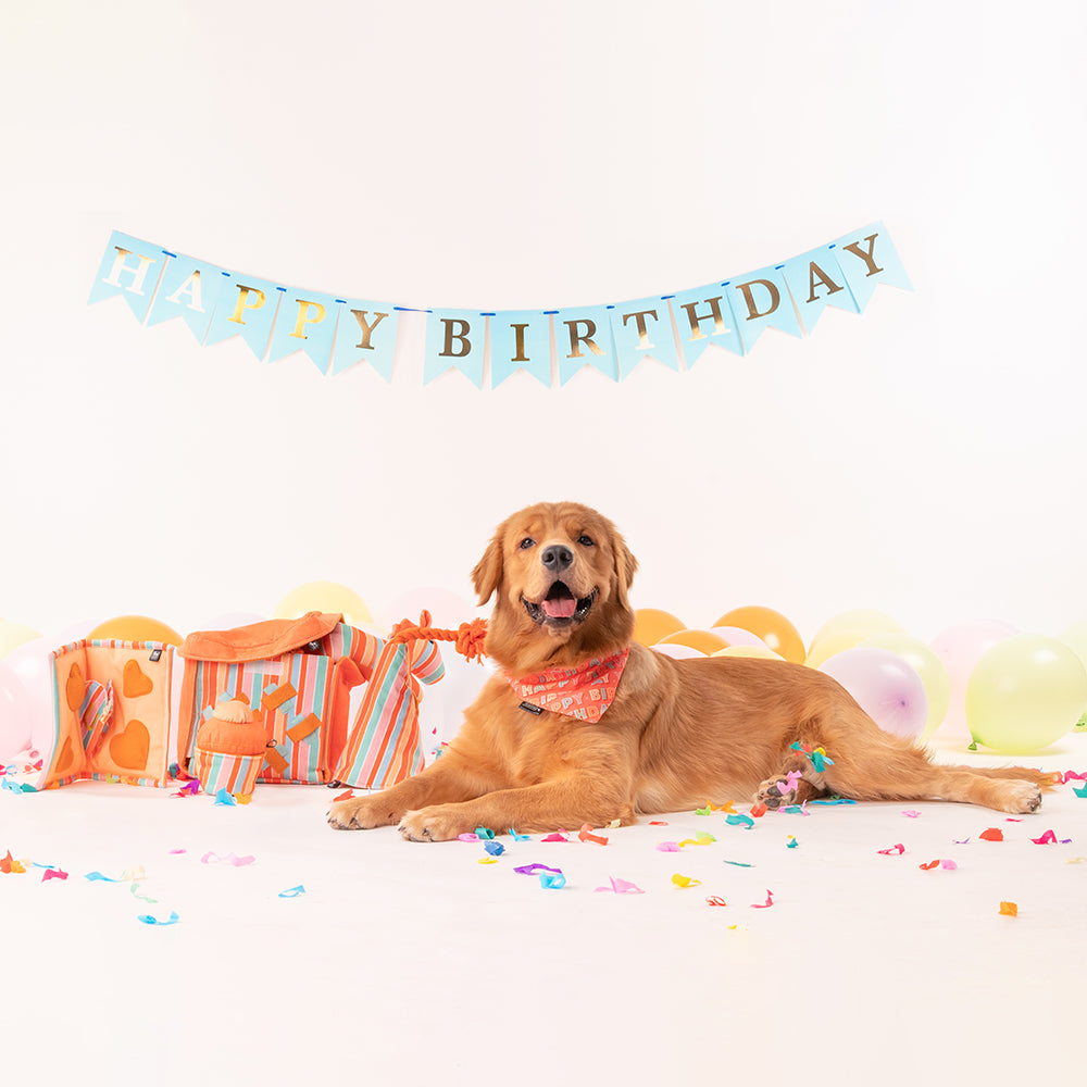 HUFT Birthday Box Combo For Dogs - Heads Up For Tails