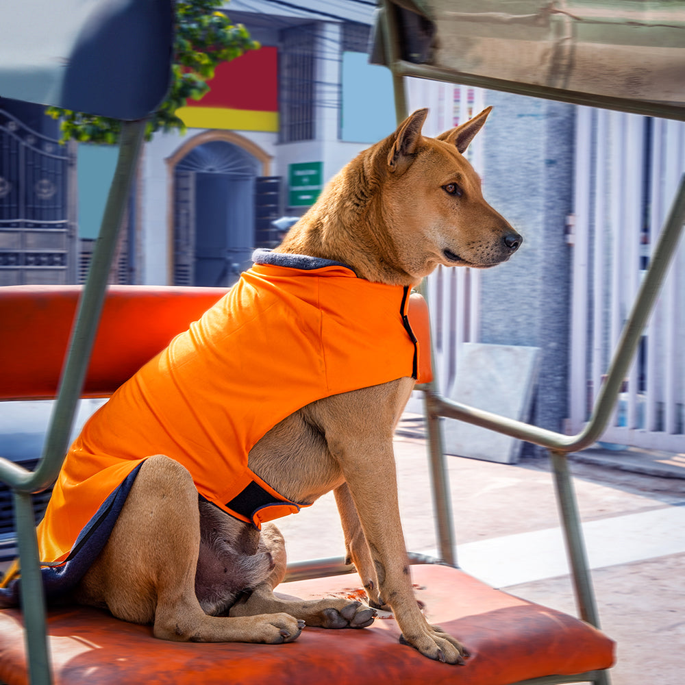 HUFT Foundation Snuggle Streetie - Winter Dog Jacket - Heads Up For Tails