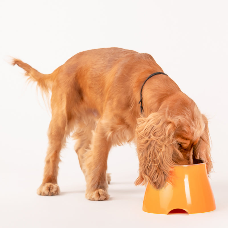 HUFT Elevated Cocker Bowls - Heads Up For Tails