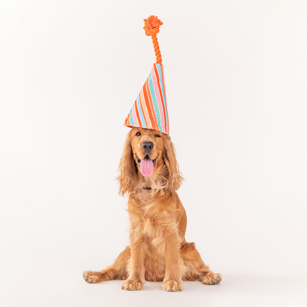 HUFT Birthday Snuffle Party Hat Dog Toy - Heads Up For Tails