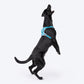 HUFT Active Pet Dog Harness - Light Blue - Heads Up For Tails