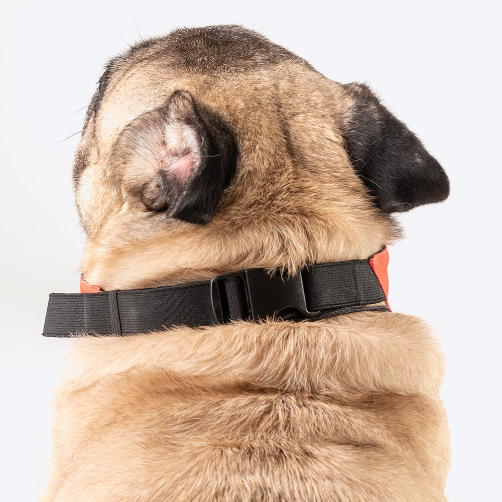 Pug dog outlet collars