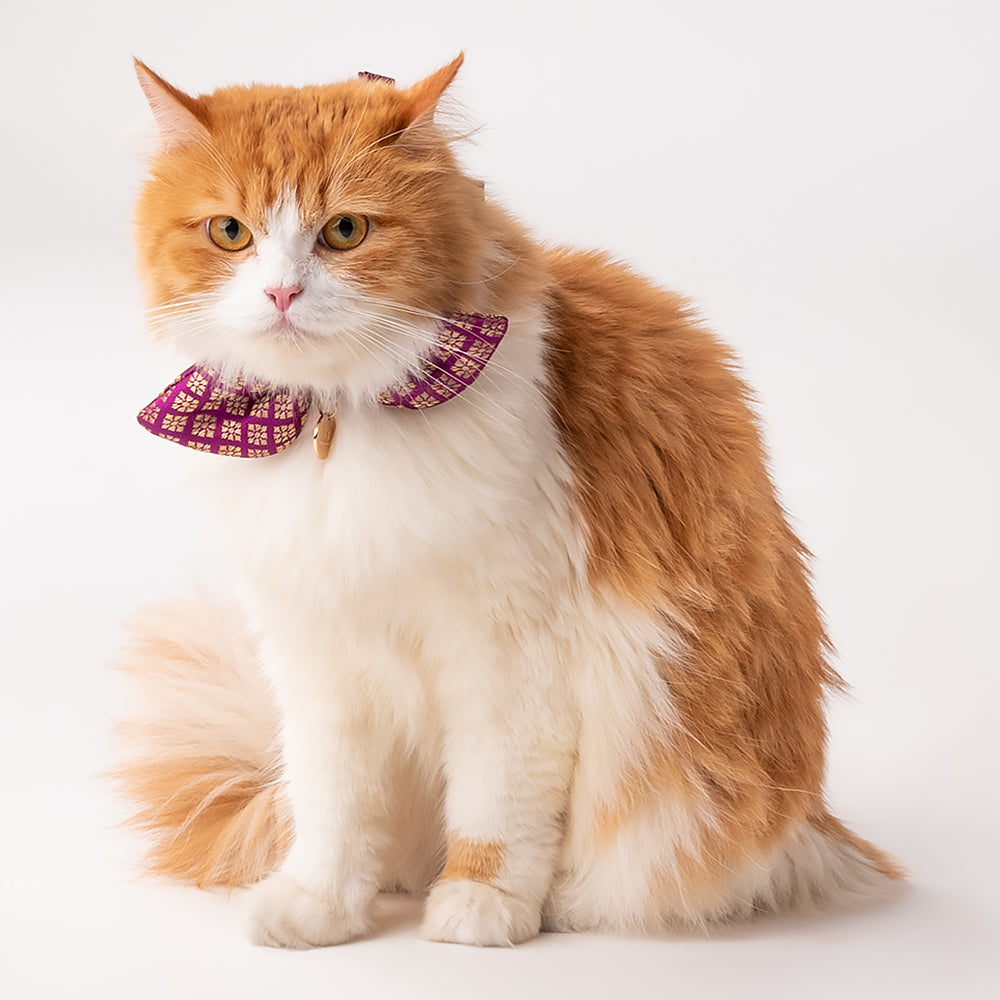 HUFT The Indian Collective Shahi Cat Bow Tie With Strap - Heads Up For Tails