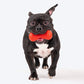Dash Dog Dumbbell Chew Dog Toy - Red_06