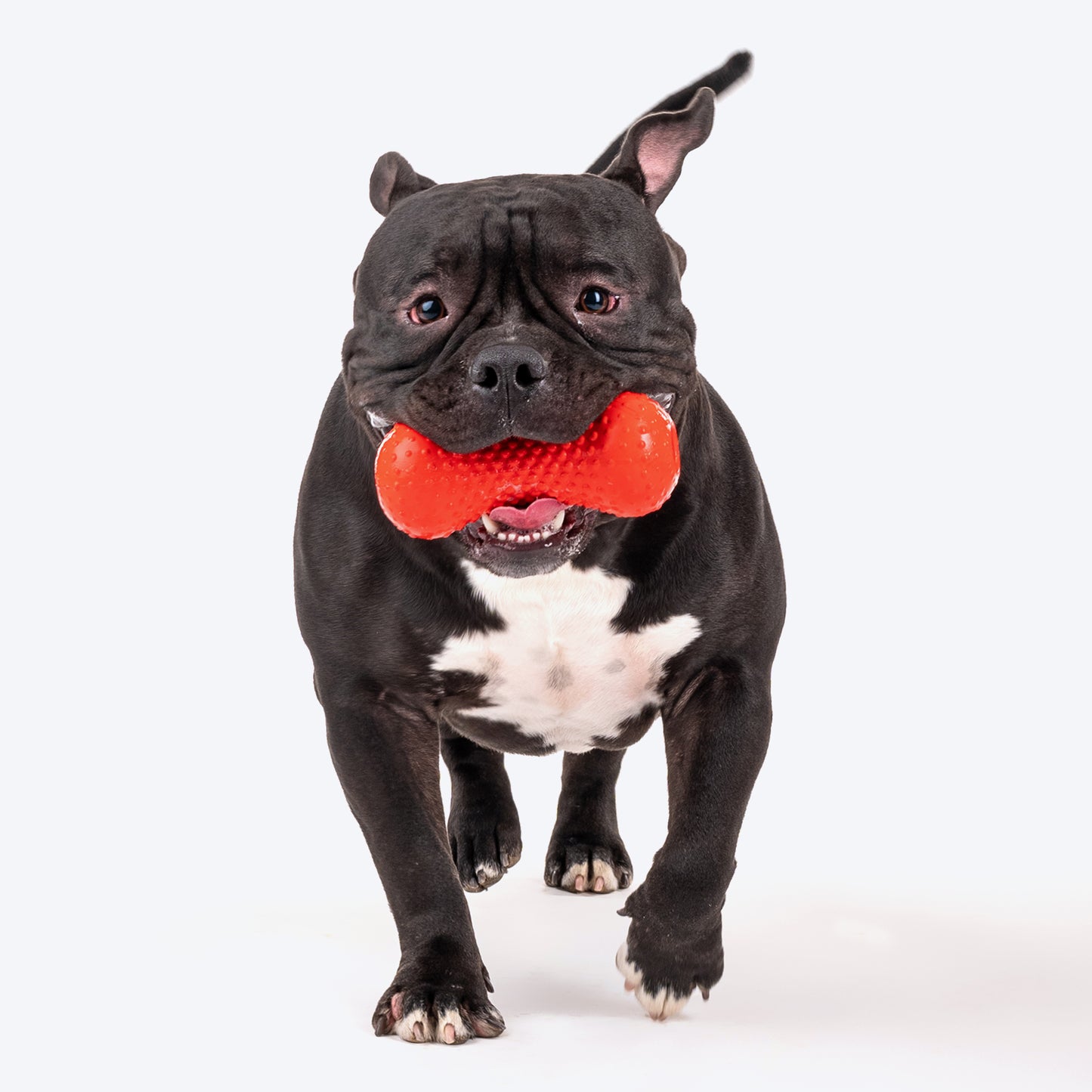 Dash Dog Dumbbell Chew Dog Toy - Red_06