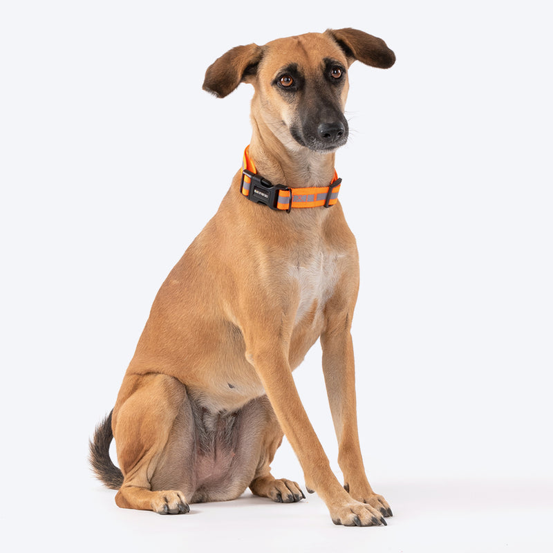 HUFT Foundation Reflective Dog Collar For Streeties - Pack Of 3 - Heads Up For Tails