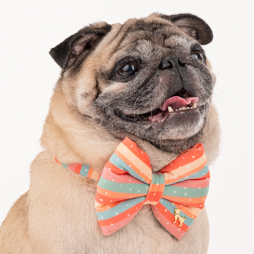 HUFT Funfetti Dog Bowtie with Strap - Heads Up For Tails