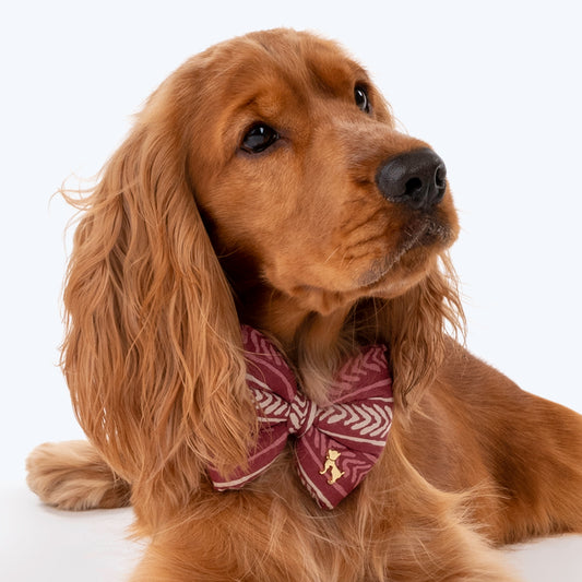HUFT The Indian Collective Gul Dog Bow Tie with Strap - Maroon - Heads Up For Tails