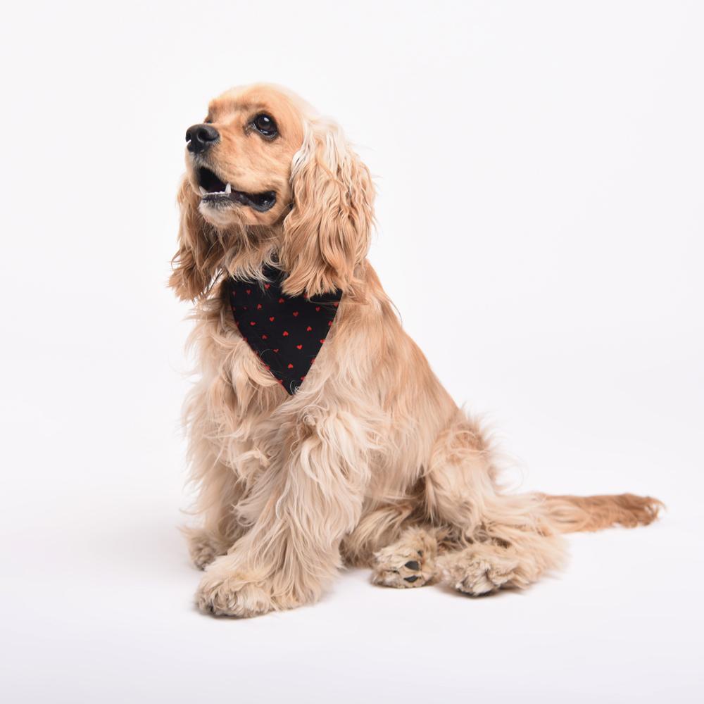 HUFT Heart Stripes Reversible Dog Bandana9