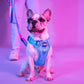 Dash Dog Zoom Walk Along Harness - Aqua Blue & Lavender - Heads Up For Tails