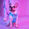 Dash Dog Zoom Walk Along Harness - Aqua Blue & Lavender - Heads Up For Tails