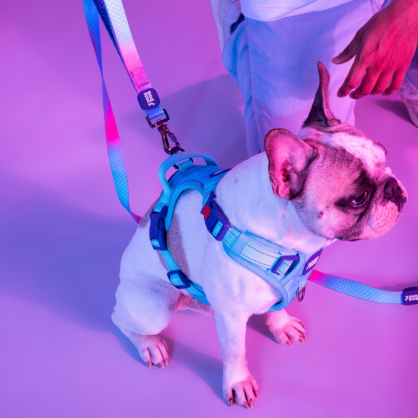 Dash Dog Zoom Walk Along Harness - Aqua Blue & Lavender - Heads Up For Tails