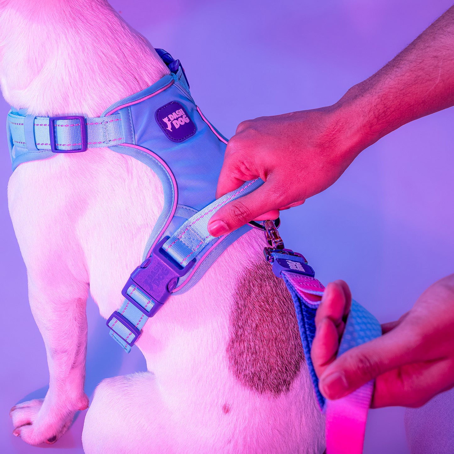 Dash Dog Zoom Walk Along Harness - Aqua Blue & Lavender - Heads Up For Tails