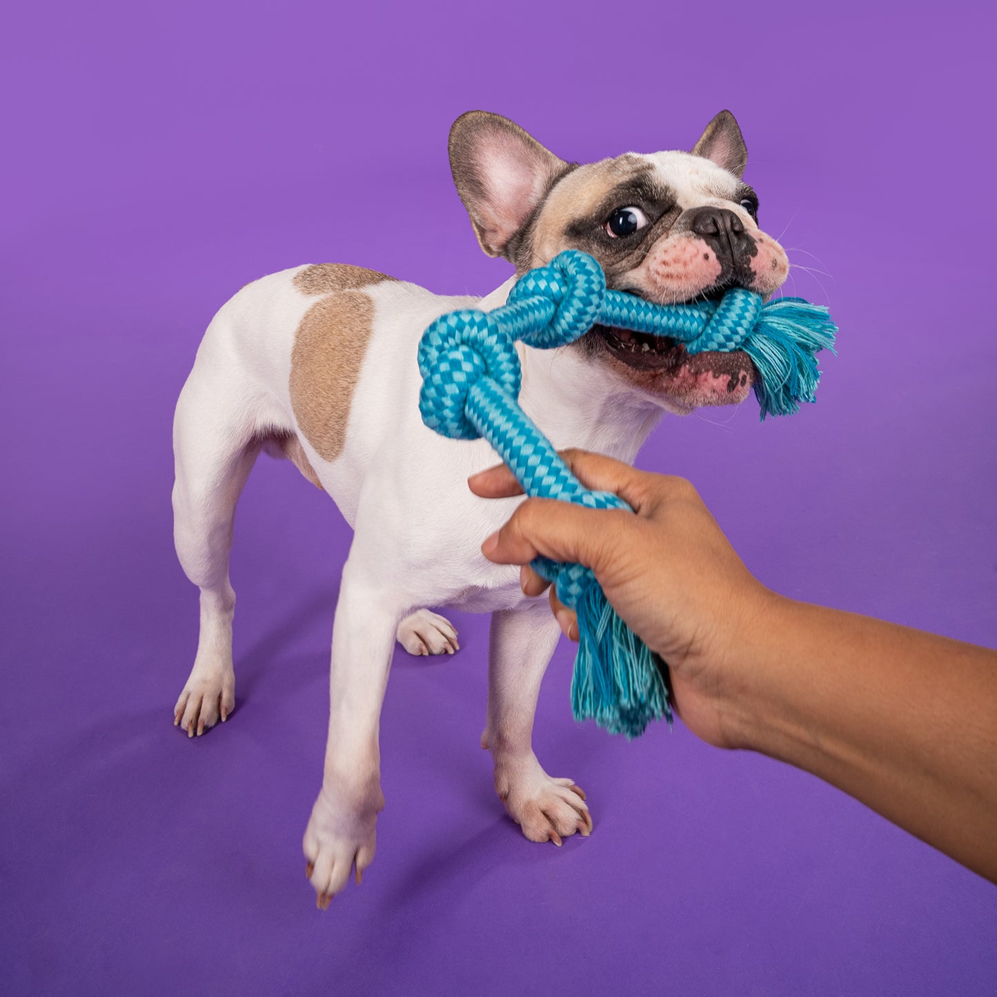 Dash Dog Twists & Turns Rope Dog Toy - Light Blue/Turquoise_06