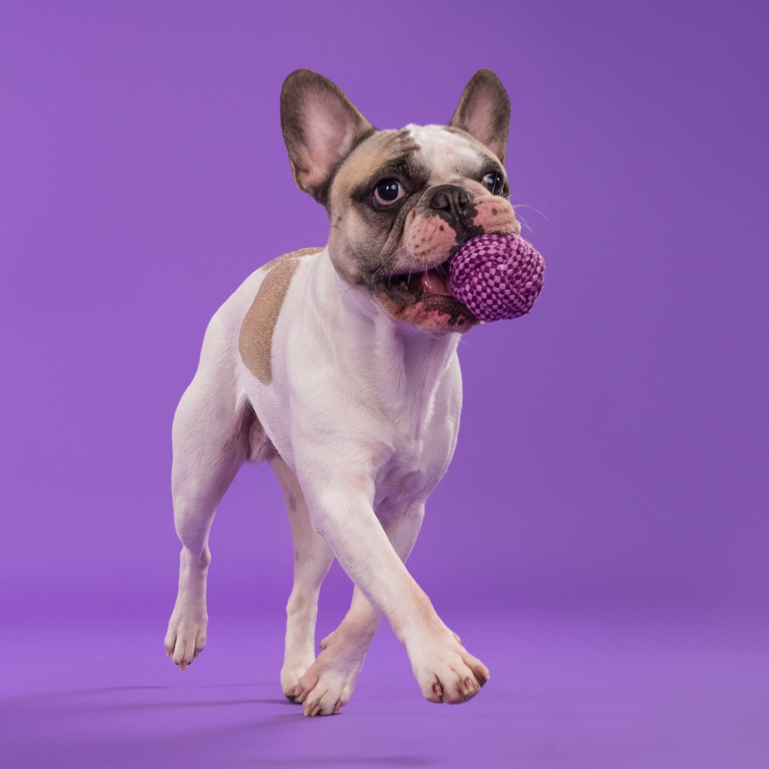 Dash Dog Have A Ball Rope Dog Toy - Lilac/Purple_05