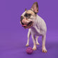 Dash Dog Have A Ball Rope Dog Toy - Lilac/Purple_06