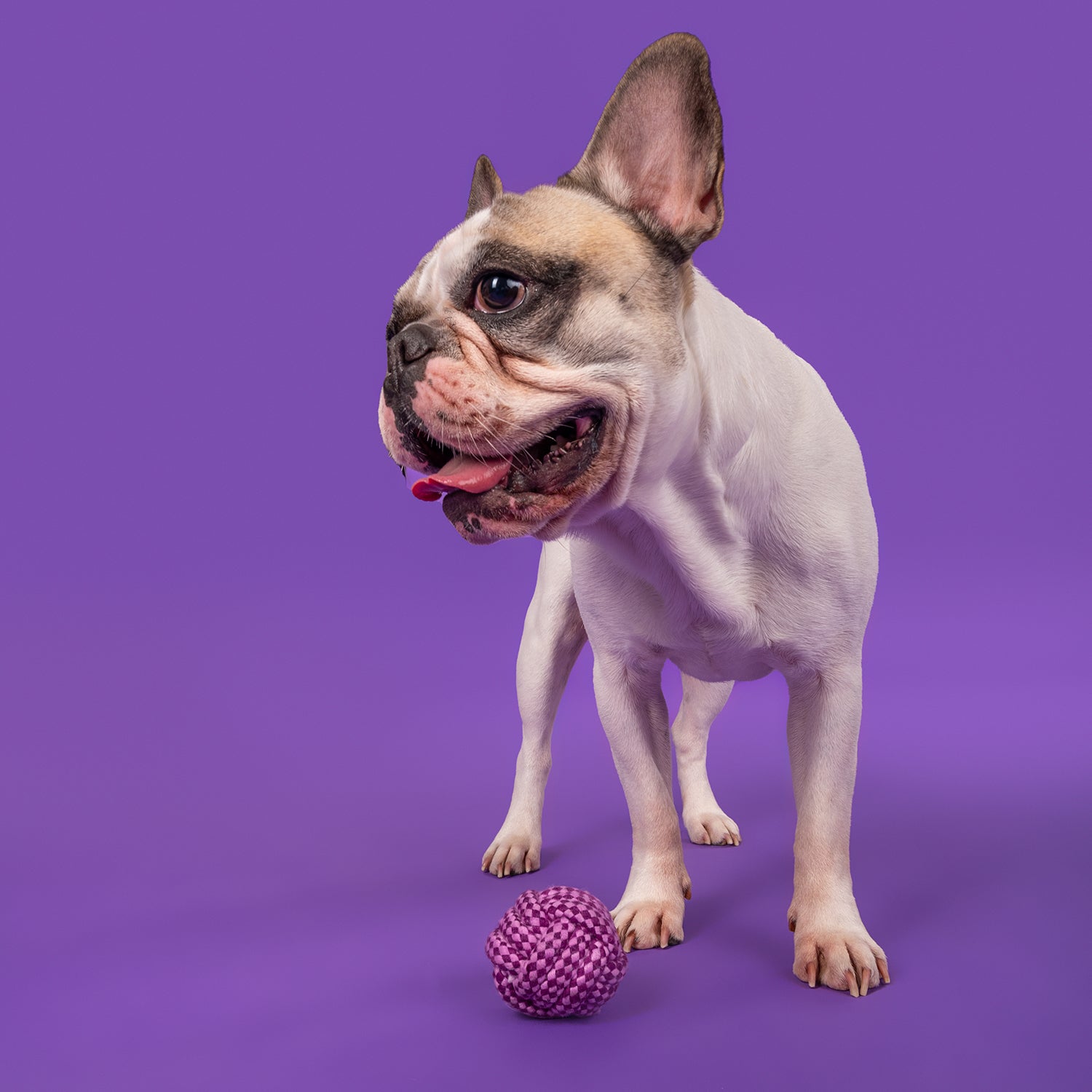 Dash Dog Have A Ball Rope Dog Toy - Lilac/Purple_06