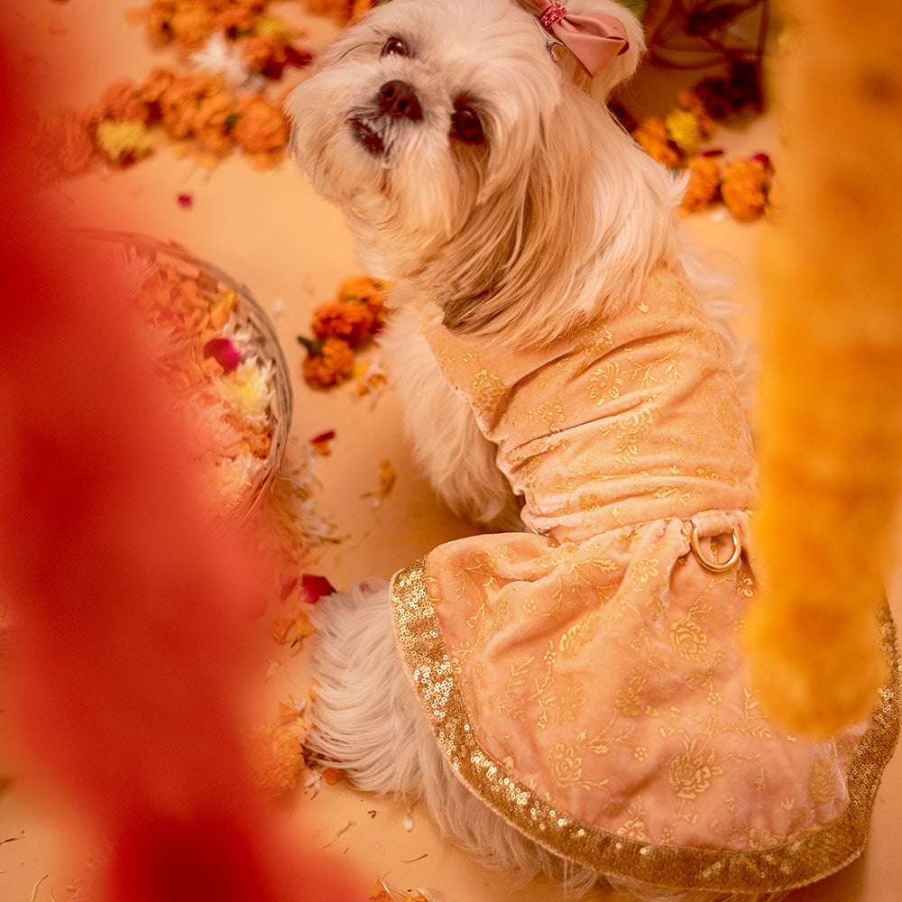 HUFT Personalised Glam Up Dog Lehenga - Only For Small Breeds - Heads Up For Tails