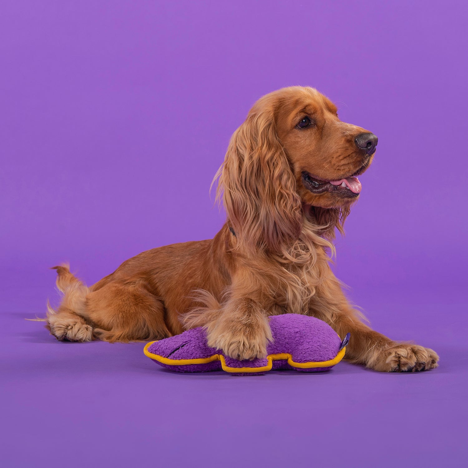 Dash Dog Wild Rhino Comfort Dog Toy - Purple - Heads Up For Tails