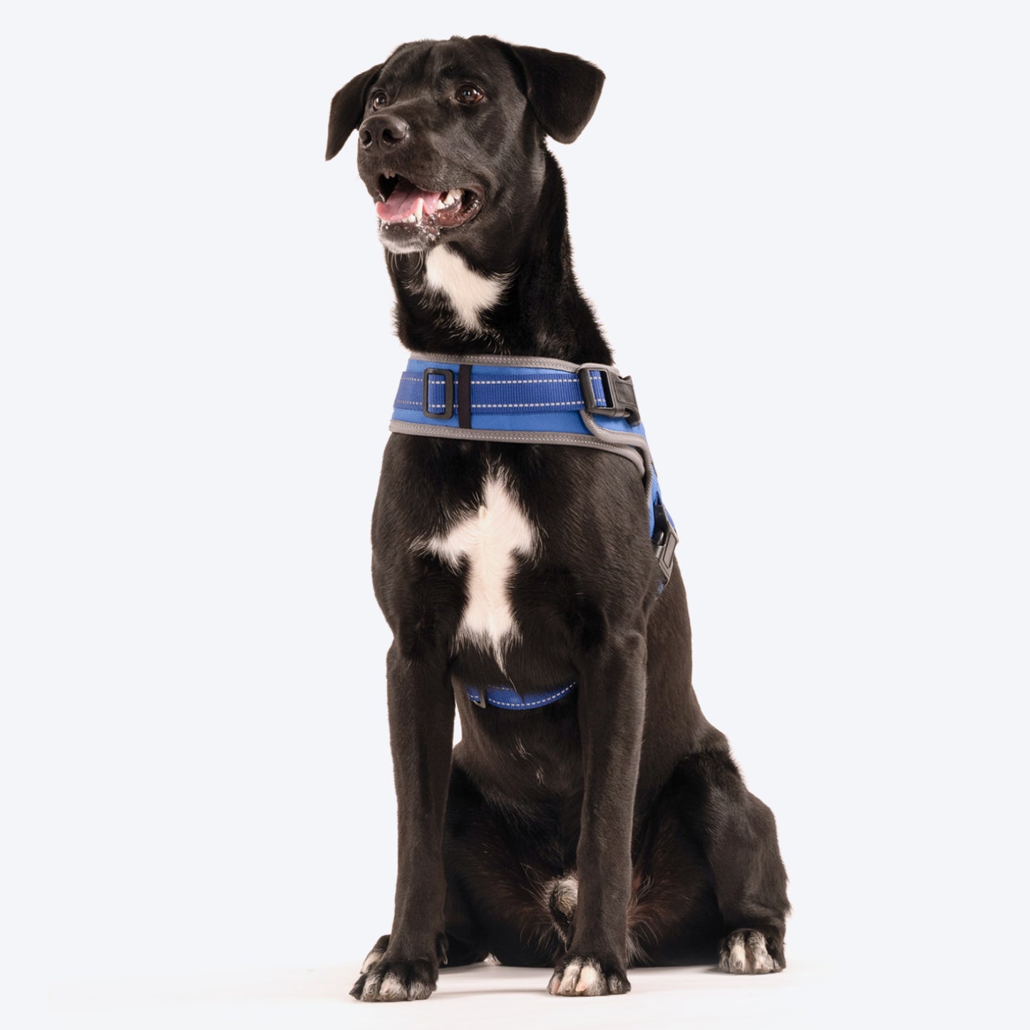 HUFT Easy On Dog Harness - Blue (Can be Personalised) - Heads Up For Tails