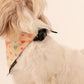 HUFT Personalised All My Heart Birthday Dog Bandana - Heads Up For Tails