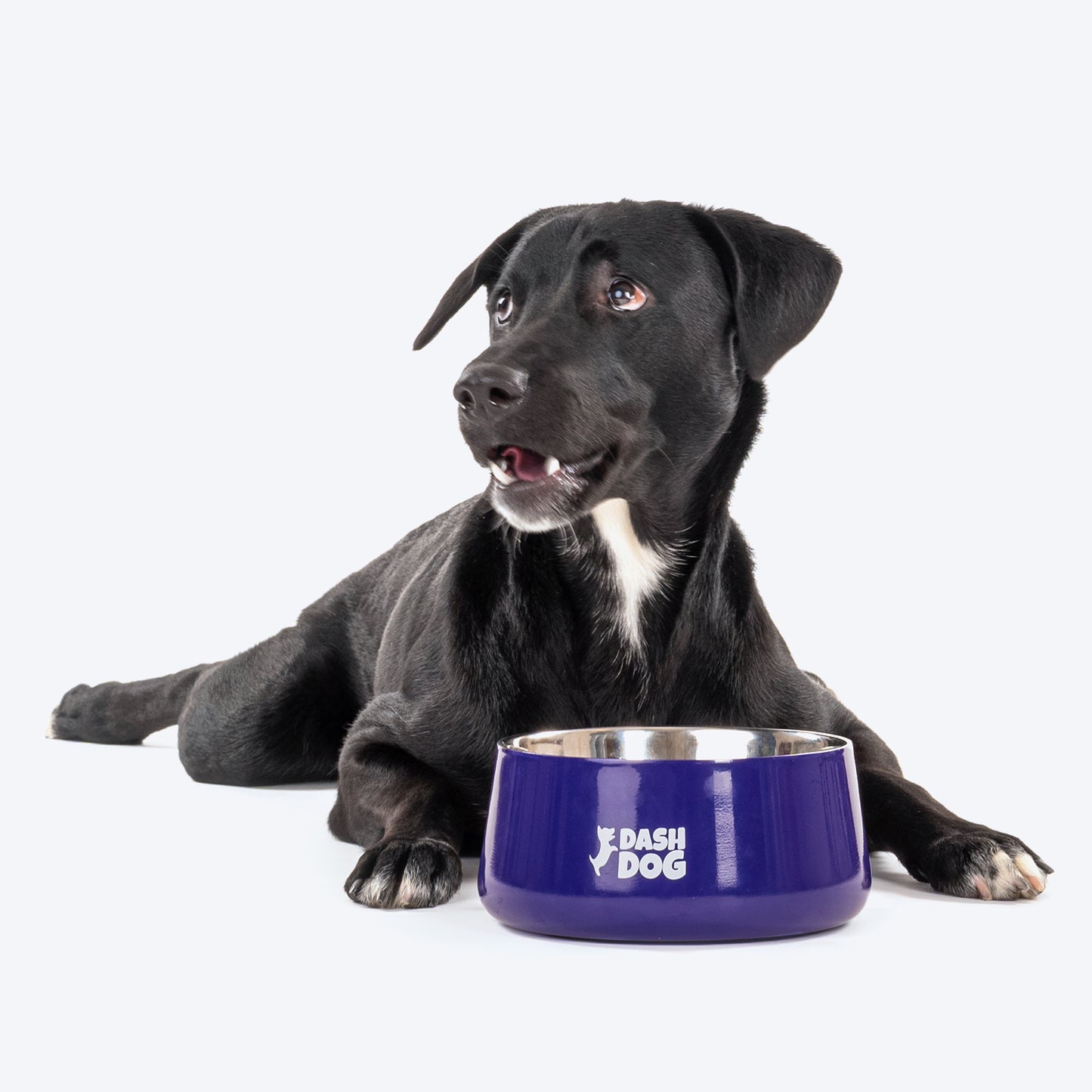 Dash Dog Tulip Bowl For Pets - Heads Up For Tails