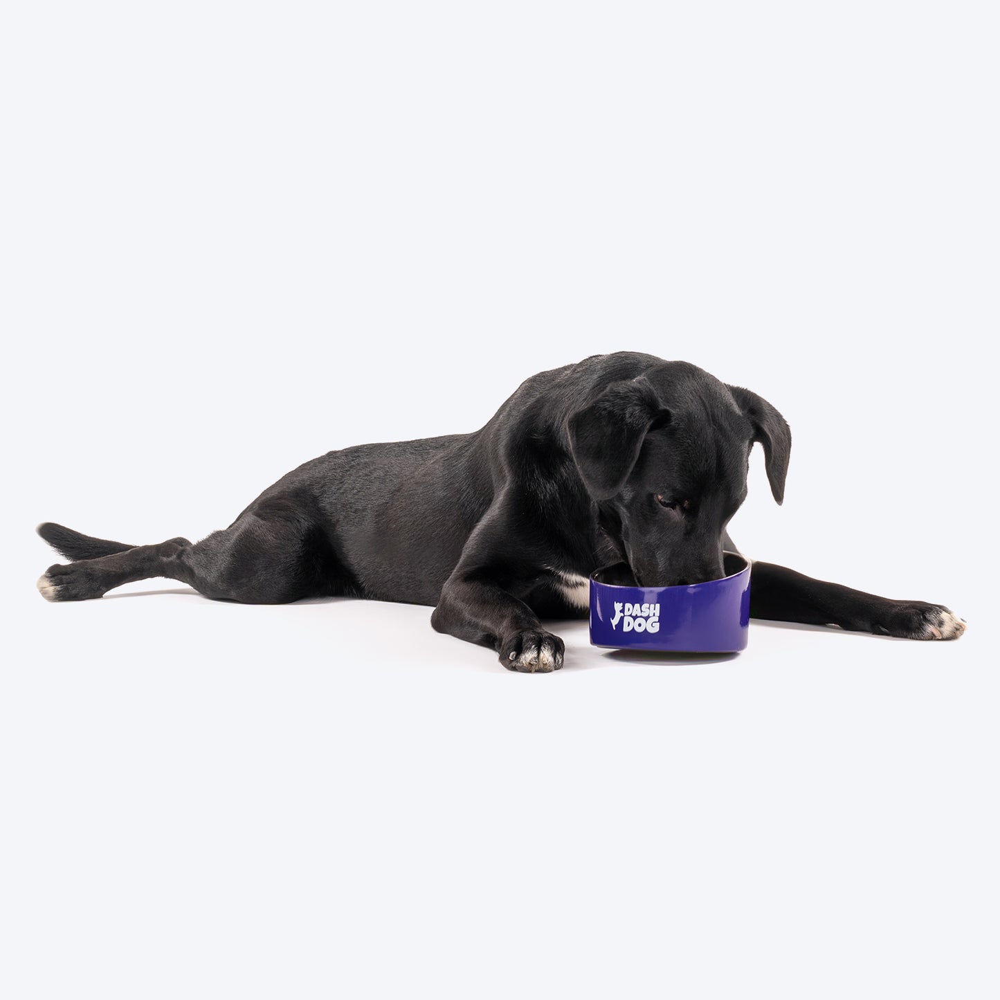 Dash Dog Eclipse Bowl For Pets - Heads Up For Tails