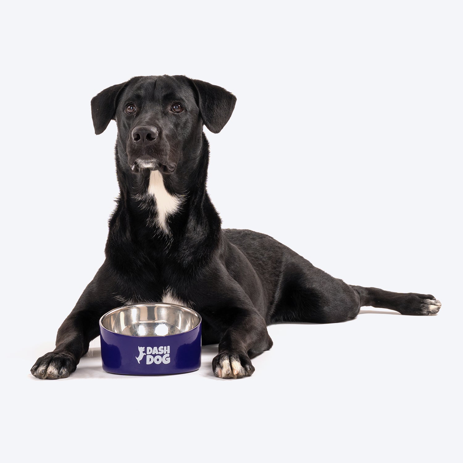 Dash Dog Eclipse Bowl For Pets - Heads Up For Tails