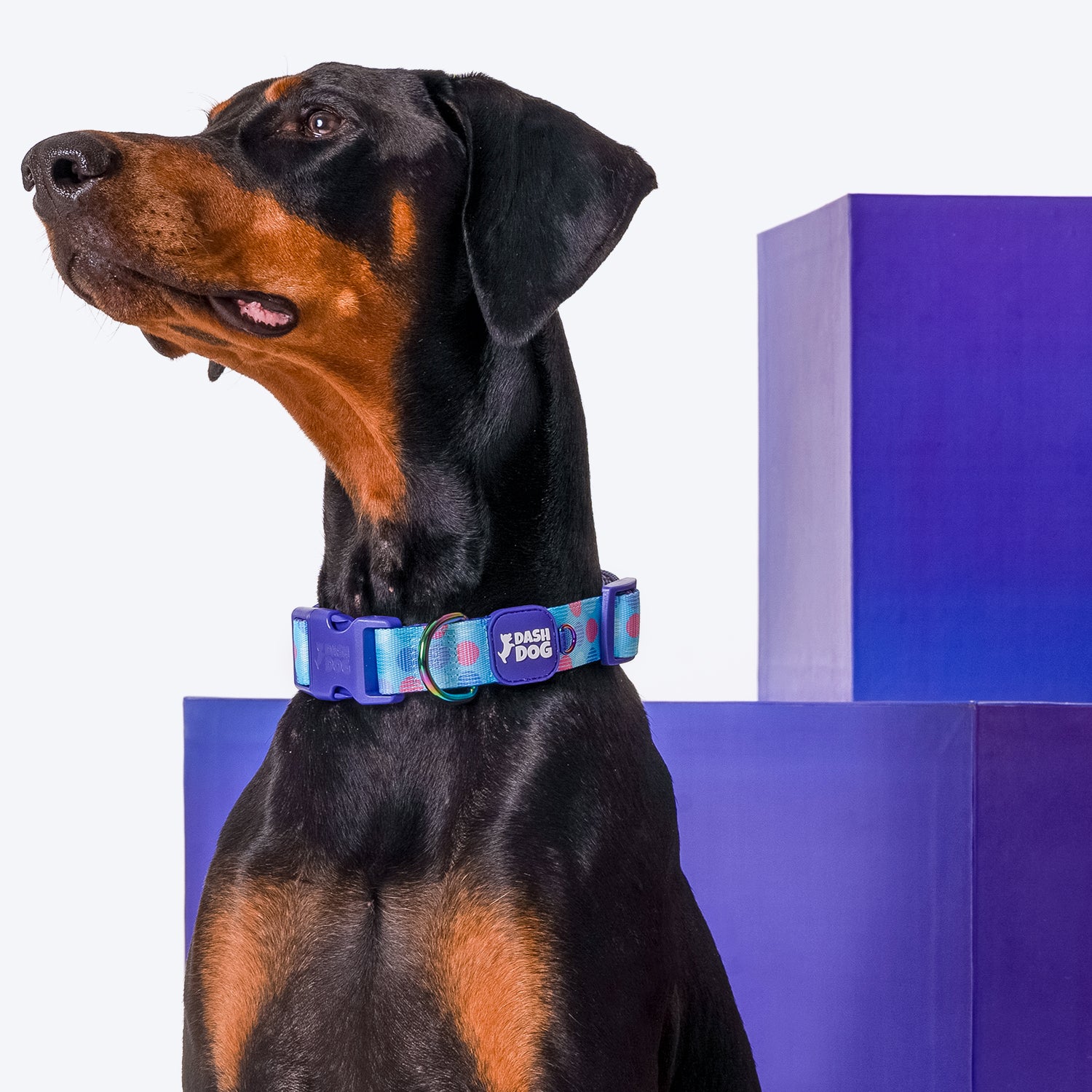 Dash Dog Circle Padded Collar - Aqua Blue - Heads Up For Tails
