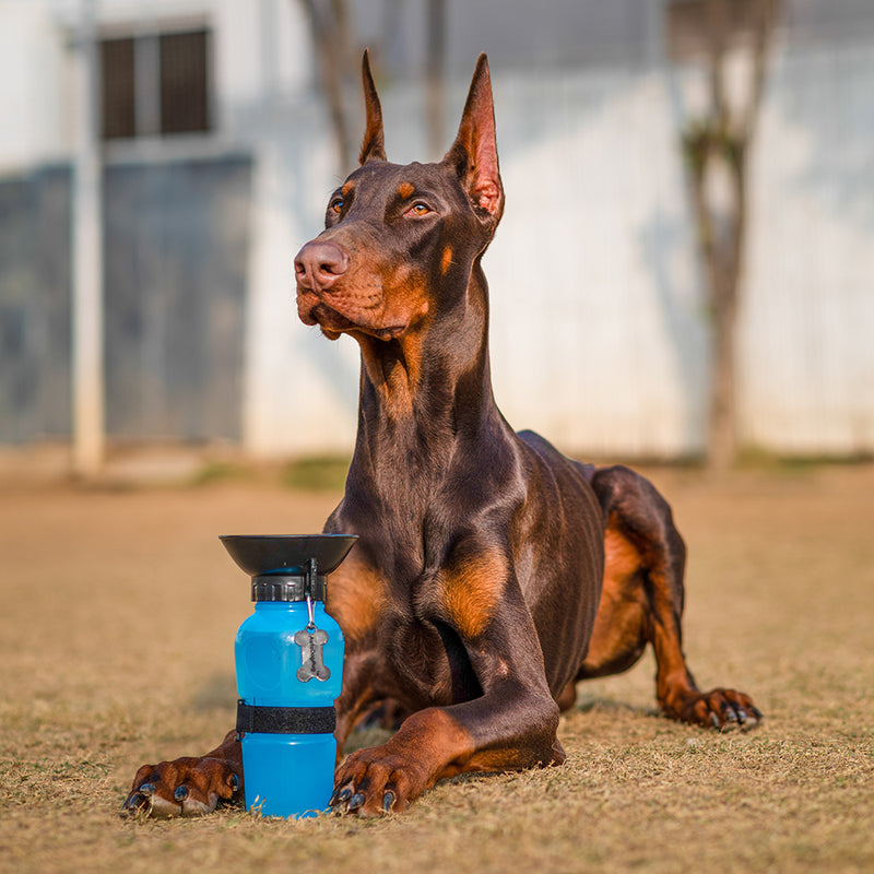 Wonderwoof Portable Water Bottle For Pets - Aqua Dog (Blue) - 500ml - Heads Up For Tails