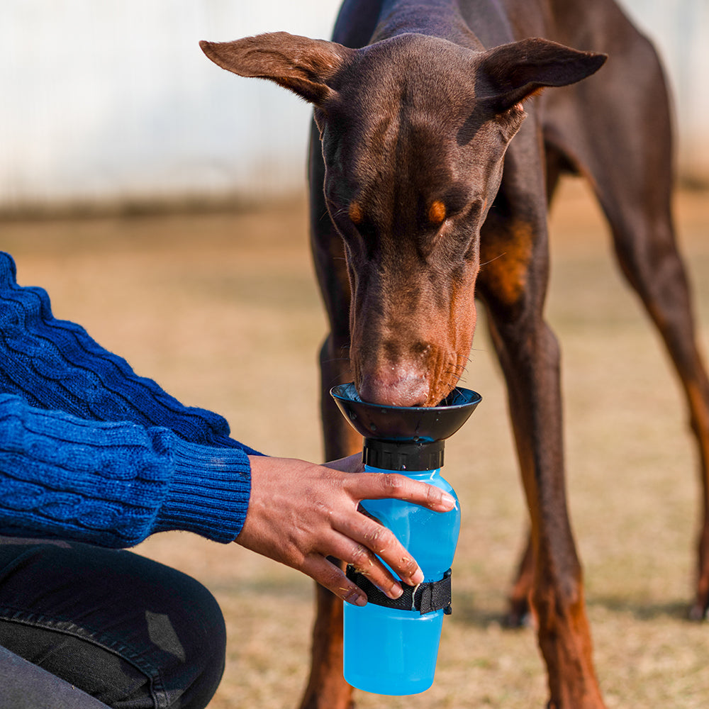 Wonderwoof Portable Water Bottle For Pets - Aqua Dog (Blue) - 500ml - Heads Up For Tails