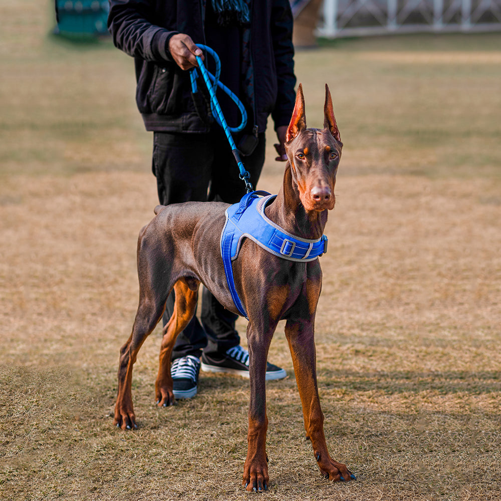 HUFT Easy On Dog Harness - Blue - Heads Up For Tails