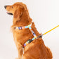 HUFT Nylon Chase the Rainbow Dog H Harness - Heads Up For Tails
