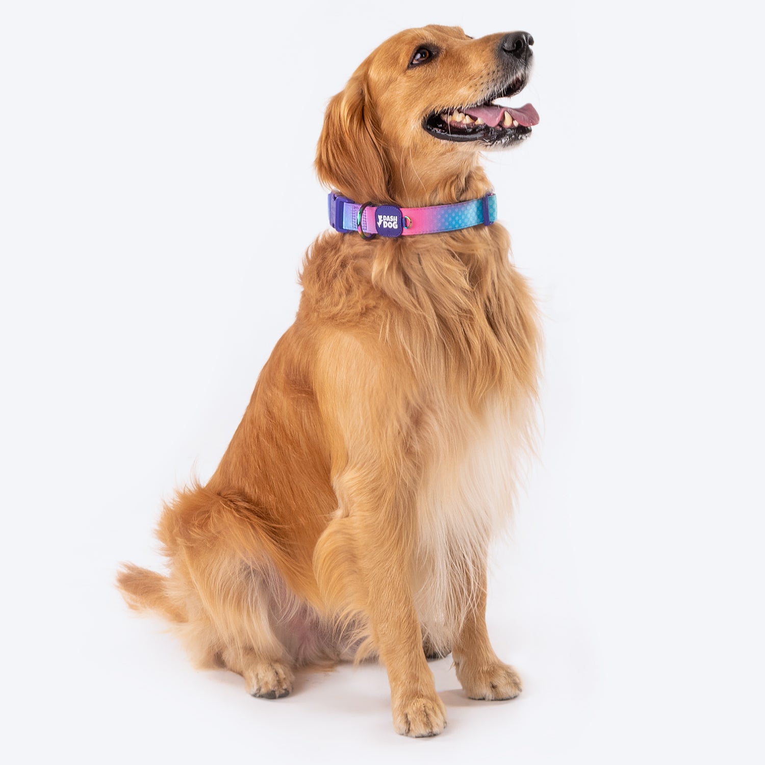 Dash Dog Flow Padded Collar - Pink And Aqua Blue - Heads Up For Tails