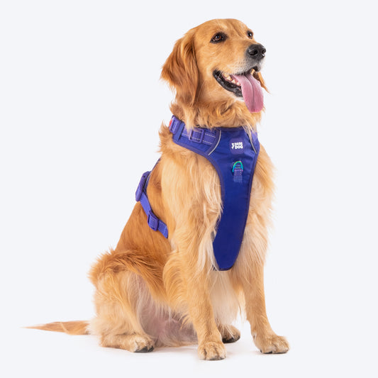 HUFT Essentials Nylon Dog H-Harness - Aqua Blue – Heads Up For Tails