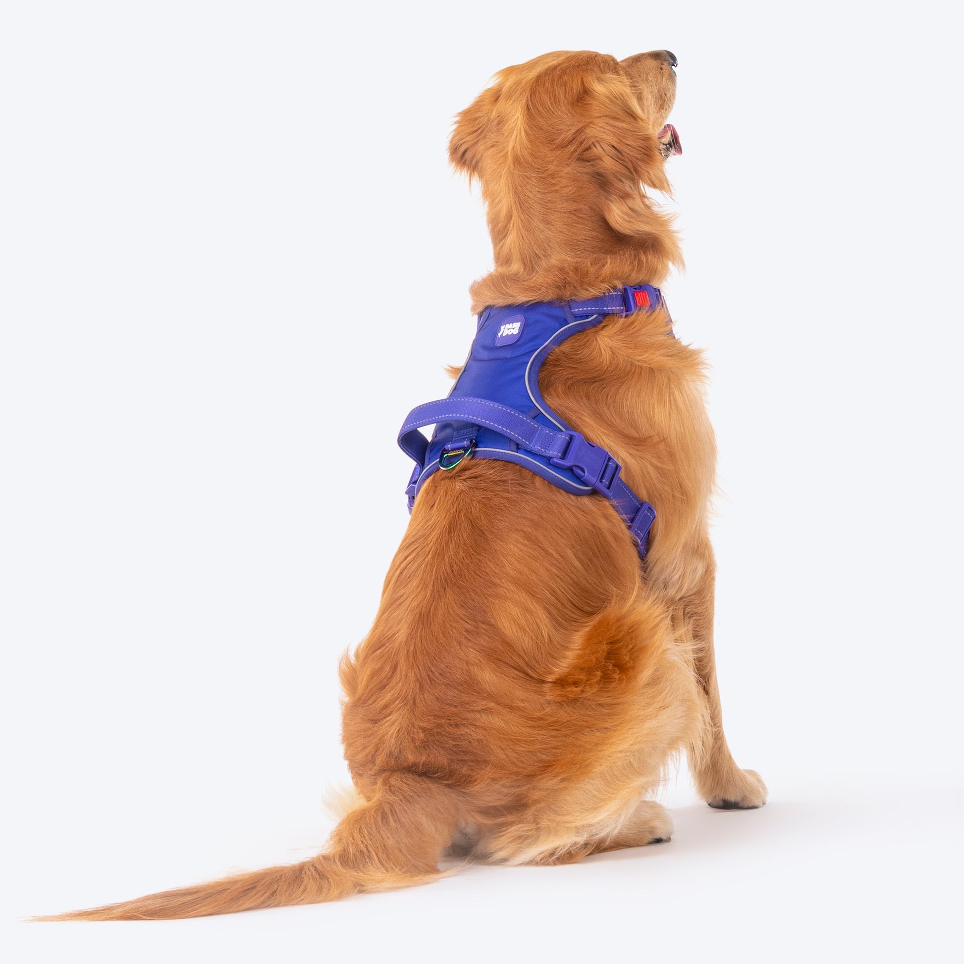 Dash Dog Zoom Walk Along Harness - Violet & Red - Heads Up For Tails