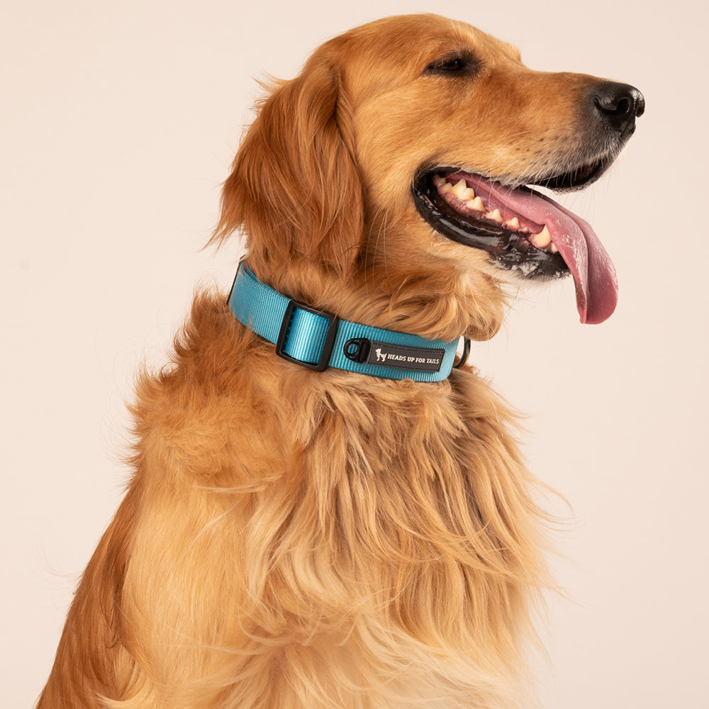 HUFT Essentials Nylon Dog Collar - Aqua Blue - Heads Up For Tails