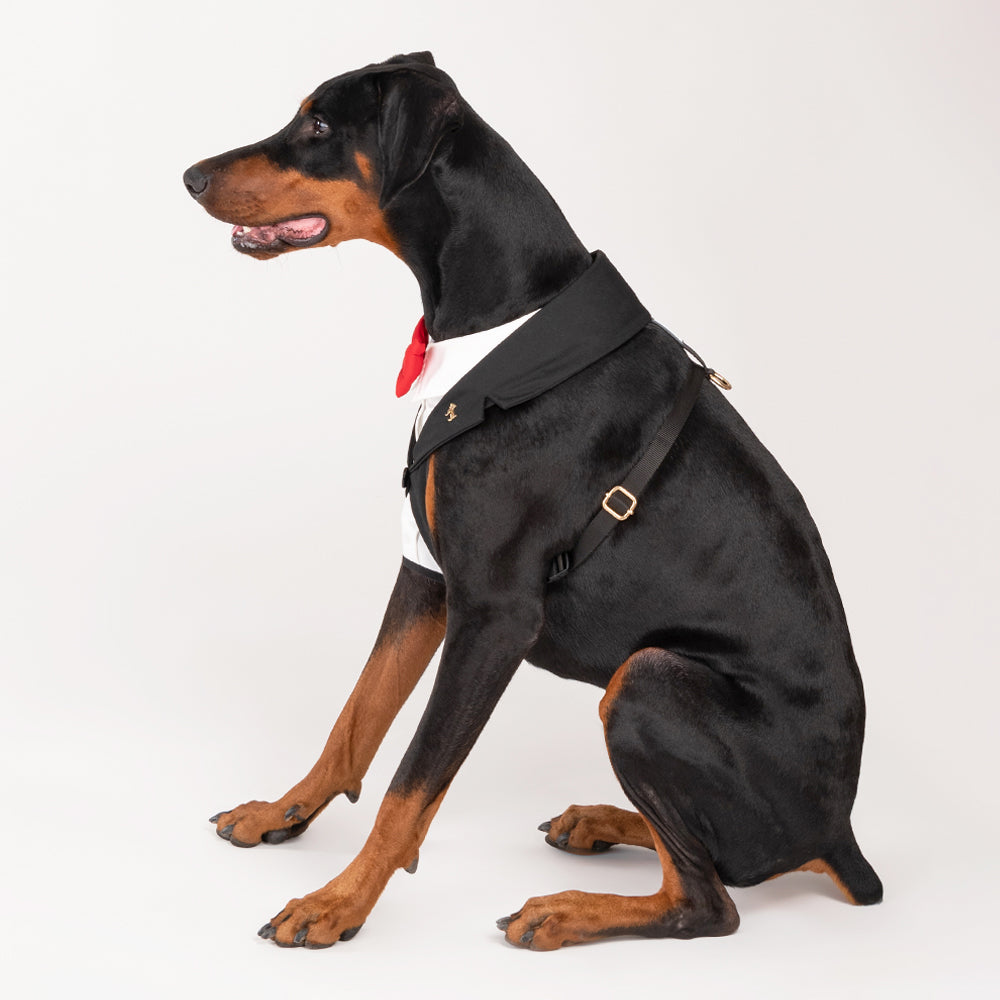 HUFT Made to Order Tuxedo Dog Harness Heads Up For Tails