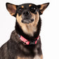 HUFT Essentials Nylon Puppy Collar - Dark Pink - Heads Up For Tails